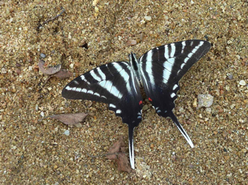 Zebra Swallowtail - Summer form